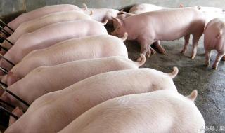 吃什么长胖最快有效_ 吃什么长胖最快有效_